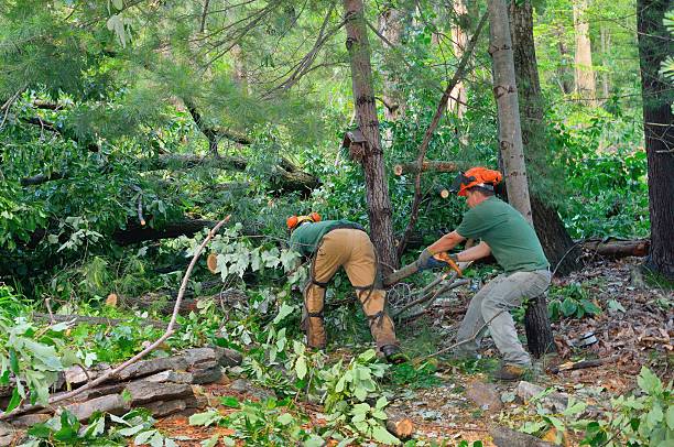 Best Tree Disease Treatment  in Ohatchee, AL